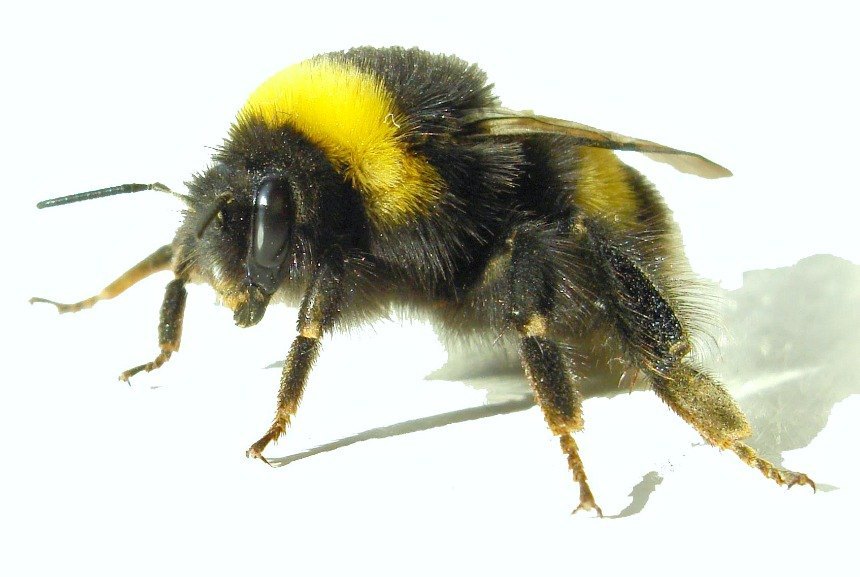 Bumble-bee
