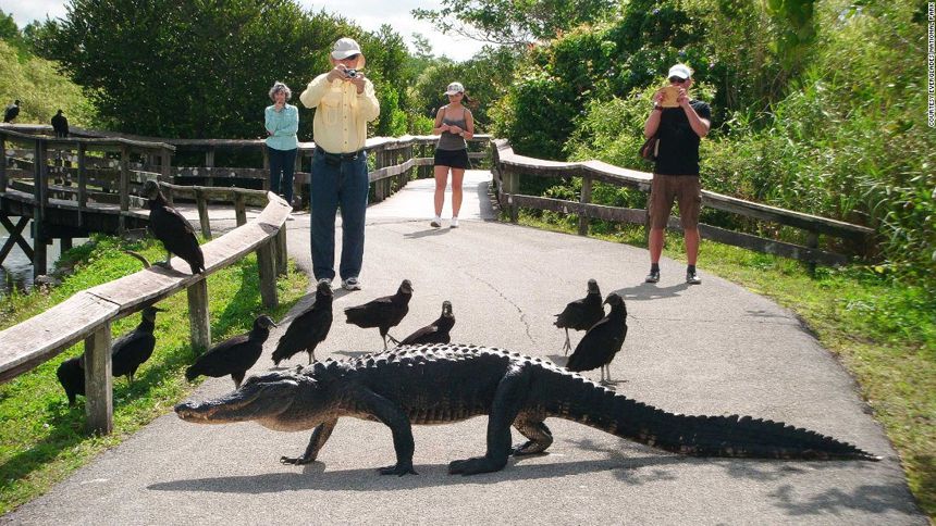 Everglades-Alligator