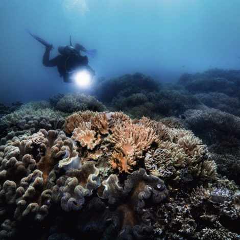 Oris-Great-Barrier-Reef-Limited-Edition-III-Watch